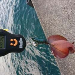 今年の初アオリ